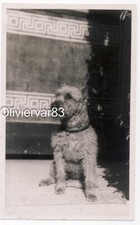 Vintage photo - dog sitting by a building