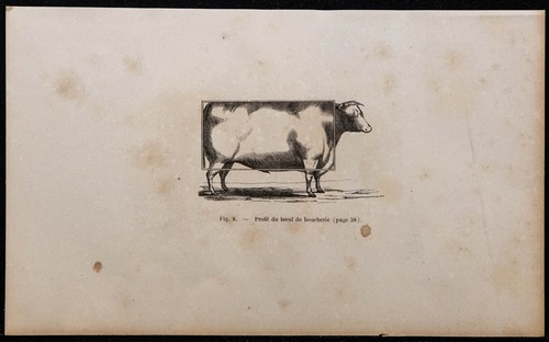 1860 profil bœuf de - -, du