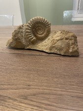 ammonite gangue origine France