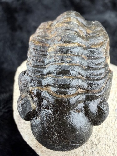 Trilobite fossil sandstone - fossil, in