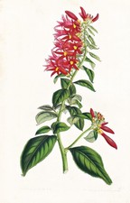 Siphocampylus Amoenus America Fleur Botanique Van Houtte Lith 281353