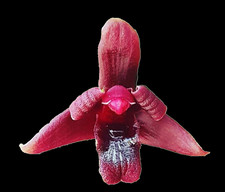 Maxillaria variabilis rouge