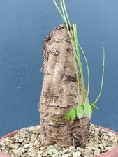 Bonsaï glycine 30 x 17 cm en