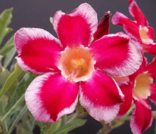 Graines rose du desert - du,