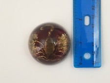 Scorpion in Resin Real