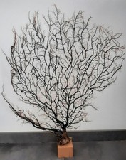 curiosité , taxidermie 