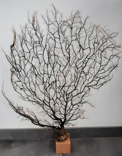 Curiosité taxidermie - curiosité,
