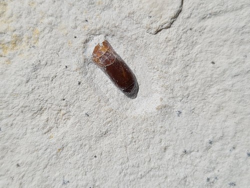 Dent pycnodonte plattenkalk - pycnodonte,