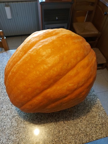 Demi citrouille géante de - citrouille,
