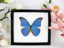 Morpho Didius - vraiment bien