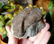 Belle Huitre Ostrea Fossile