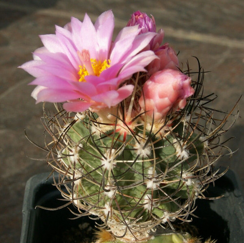 Sclerocactus glaucus 3 - glaucus, fh