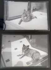 SNAPSHOT NEGATIF CHIEN DOG LOULOU DE POMERANIE SPITZ NAIN CIRCA 1950 6 X 9 CM