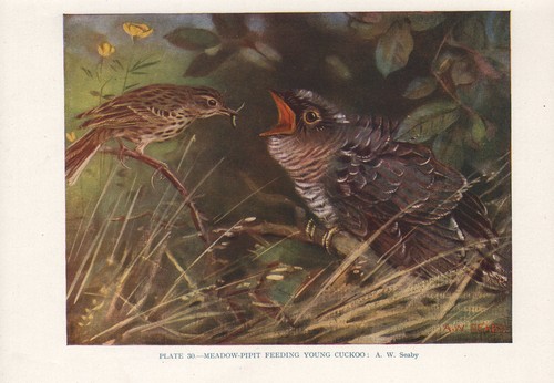 Vintage impression oiseau - vintage, d’oiseau