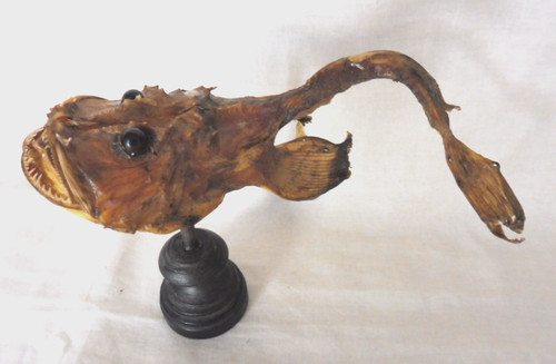 Poisson naturalise lotte - poisson, ,