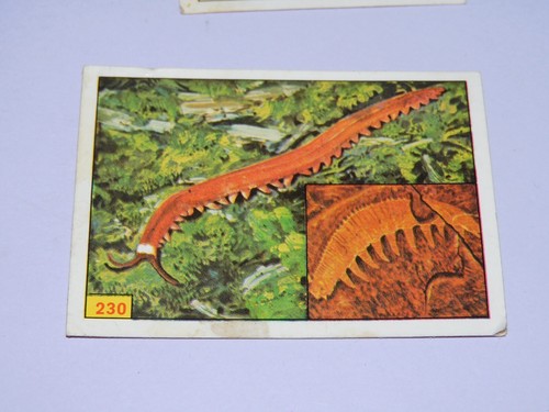 Image panini animaux - image,