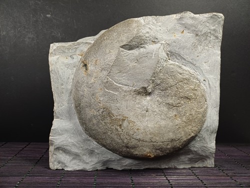 Ammonite phyllopachyceras - ammonite,