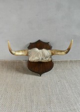 Trophée, cornes de vache sur écusson en bois, déco western, ranch