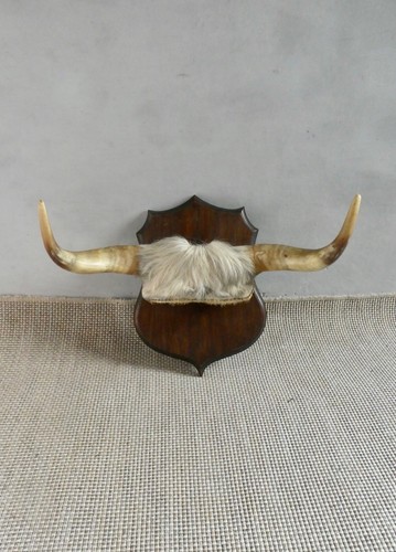 Trophée cornes vache - cornes, sur