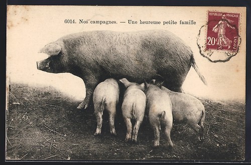 Carte postale porcelets - postale,