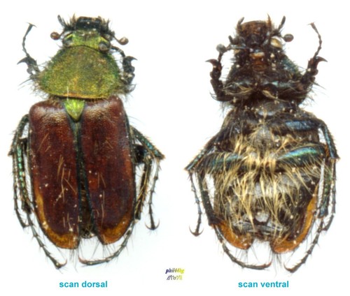 Glaphyridae pygopleurus - -,