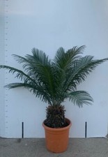 PLANTE CYCAS CICAS PALMIER