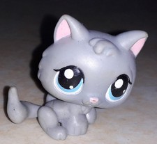 Petshop chat chaton 66