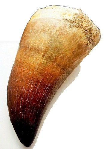 Inch mosasaur tooth large - inch,