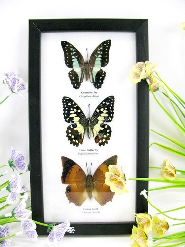 Vrais beaux papillons - 3,