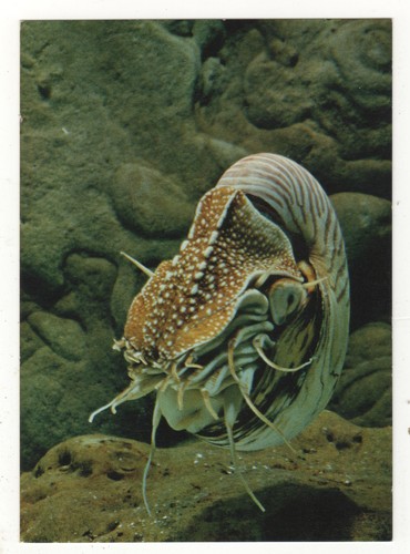 Carte postale poisson - carte,