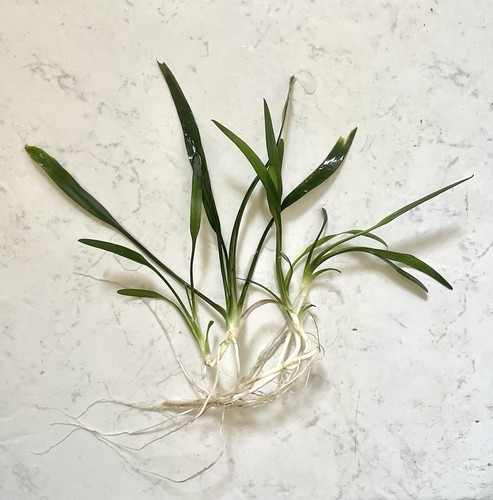 Cryptocoryne lucens plante - cryptocoryne,