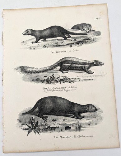 Lithographie loutre la - lithographie:,