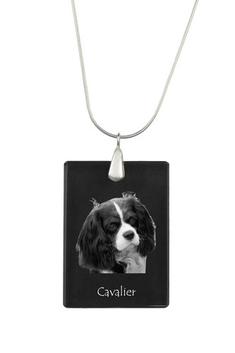 Cavalier king charles - cavalier,