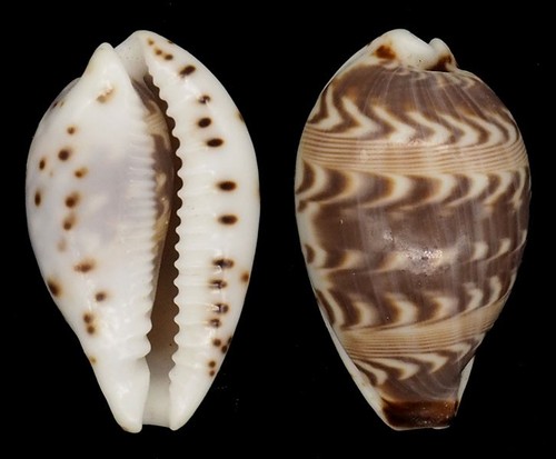 Coquillage collection - coquillage,