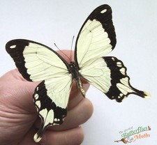 Papilio Dardanus Tibullus