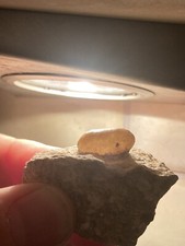 Oeuf de serpent fossile géodisé et translucide