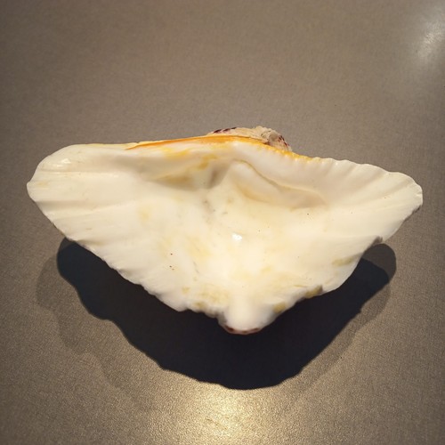 Ancien coquillage bénitier - coquillage,