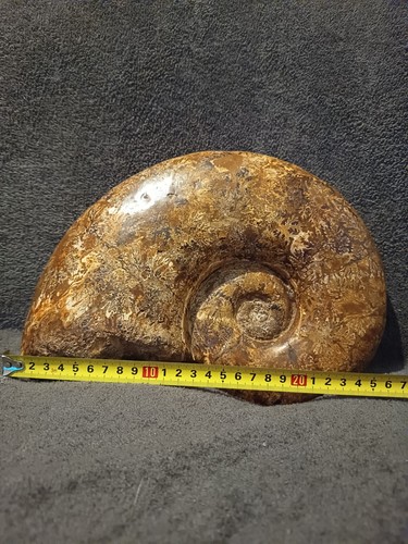 Belle ammonite fossile 5kg - , de