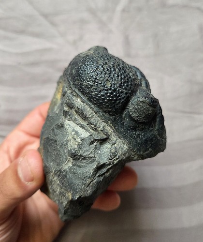 Rare drotops trilobite fossil - rare,