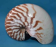 COQUILLAGES - NAUTILUS
