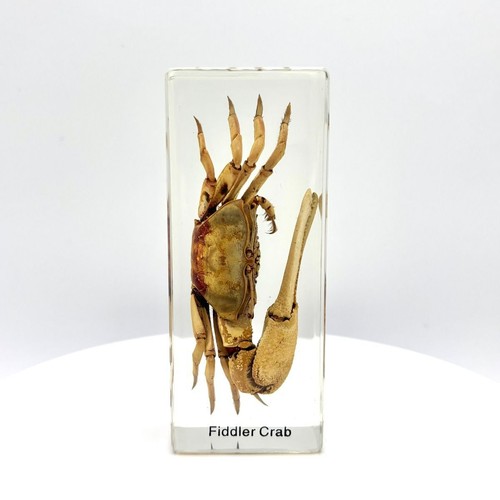 Real fiddler crab resin - real,