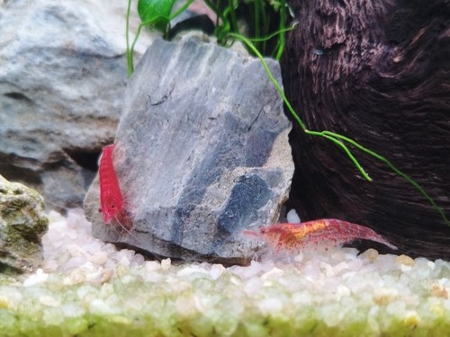 Crevettes neocardina red - neocardina, "red