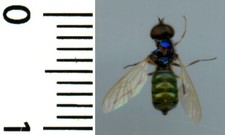 Diptera, stratiomyidae -