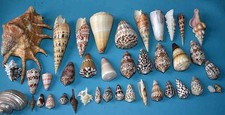 COLLECTION DE 40 COQUILLAGES