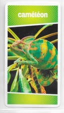 Carte Cartatoto - Caméléon