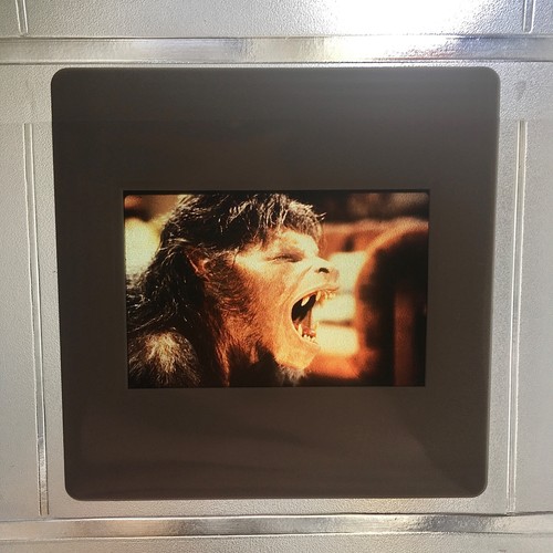 American werewolf london - american, in