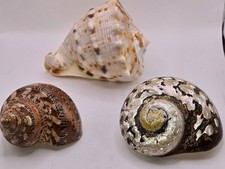 3 Coquillages Corail Escargot