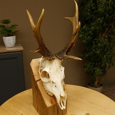 Cerf Abnormal Avec Un Entier