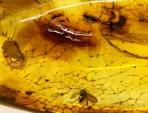 Piece ambre insectes - piece,