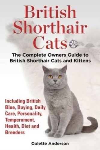 British shorthair cats the - british,